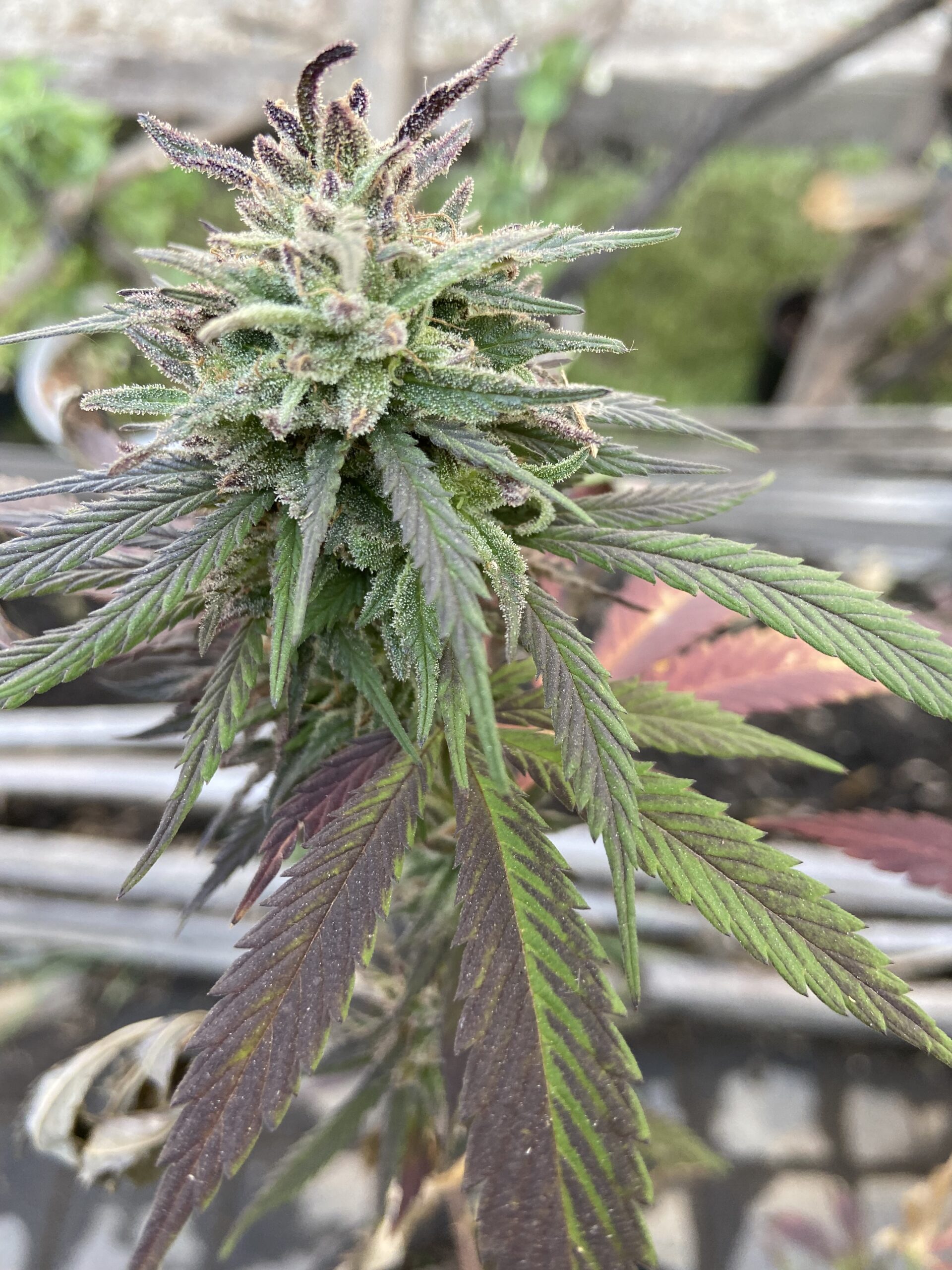 Read more about the article Global Cannabis Times features RiskRecon profile on SA investment potential